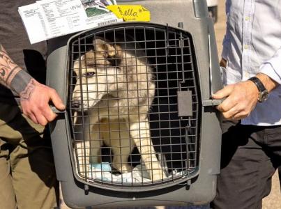 Two people transporting a crate